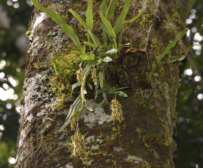 Dendrobium strongylanthum section Stachyobium, 200 mm  telephoto