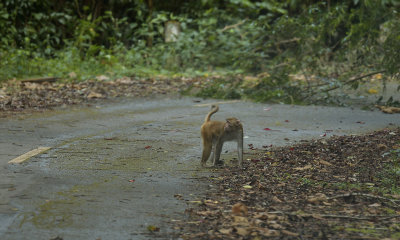 Macaque, Phu Luang, Macaca nemestrina