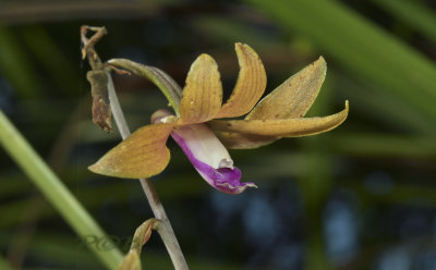 Tainia gramminifolia, ground orchid, flower 5 cm