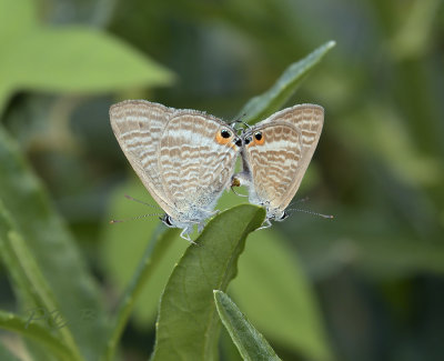 Peablue, Lampides boeticus