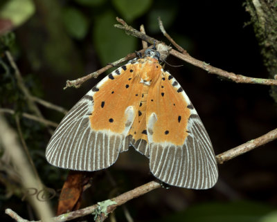 Moth, Peridrome orbicularis