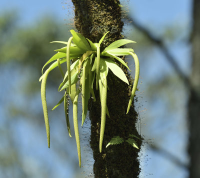 Oberonia pachyrachis