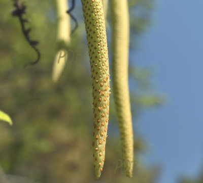 Oberonia pachyrachis