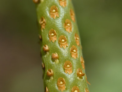 Oberonia pachyrachis. close, flower 1 mm