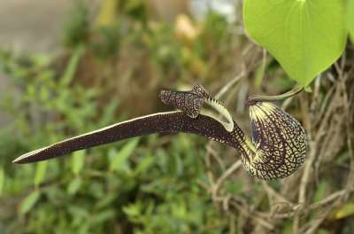 Aristolochia macrophylla, Phu Khang