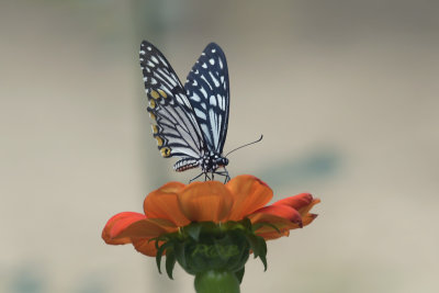 Papilio clytia form dissimilis