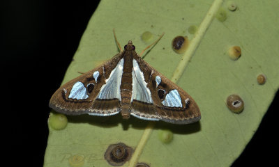 Nam  Nao Moth no ID.