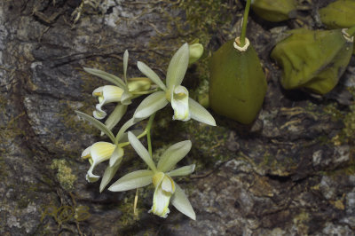 Coelogyne trinervis semi alba