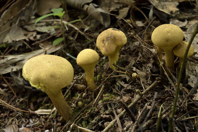 Boleten, Suillus spec.
