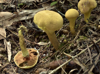 Boleten, Suillus spec.