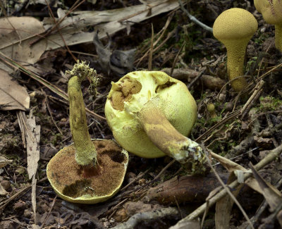 Boleten, Suillus spec.