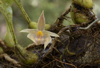 Bulbophyllum 