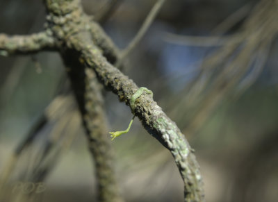 Taenophyllum sp.on pine tree