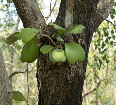 Hartbladige hoya, Hoya cardiophylla