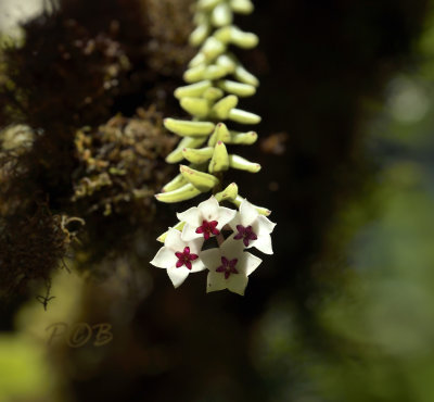 Hoya engleriana, highly  endangered, hanging down from a tree flowers 1 cm across