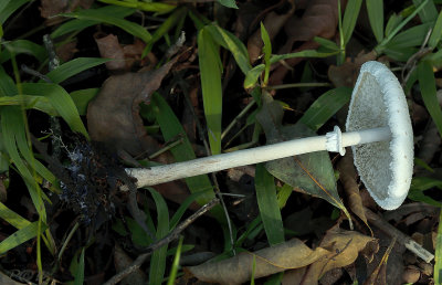 Leucoagaricus spec