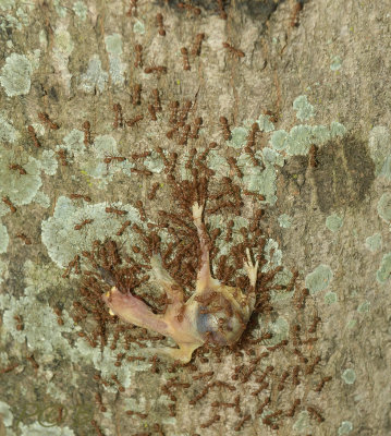 Red ants pulling up a dead young bird in the tree to the antnest