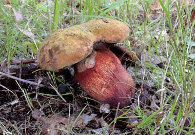 Smalsporige heksenboleet, Suillellus mendax