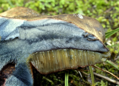 Smalsporige heksenboleet doorsnede, Suillellus mendax
