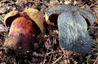 Smalsporige heksenboleet, Suillellus mendax