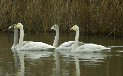 Wilde zwanen met jongen