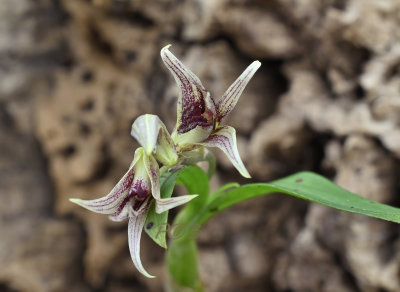 Dendrobium denudans section stachyobium, wilde vorm, flowers 3 cm across