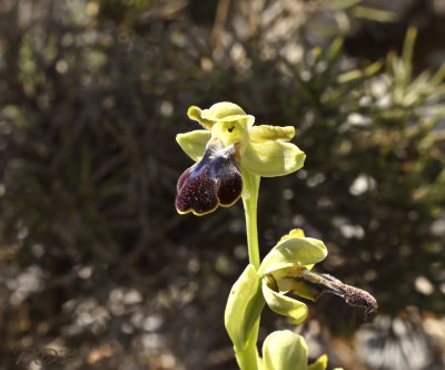 Ophrys fusca ssp.  kedra