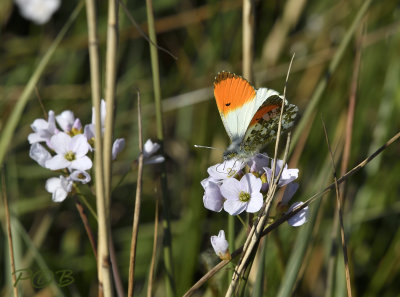 Oranjetip, Twiske