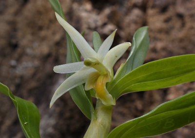 Dendrobium spec.