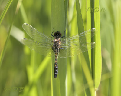 Leucorrhinia caudalis, fresh female