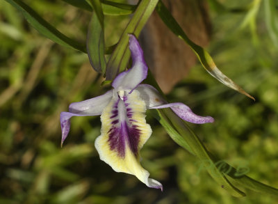 Dendrobium sp. Birma.