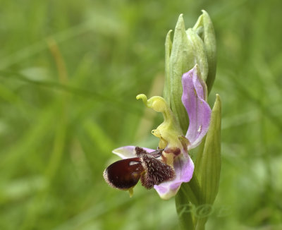 Apifera fulvofusca