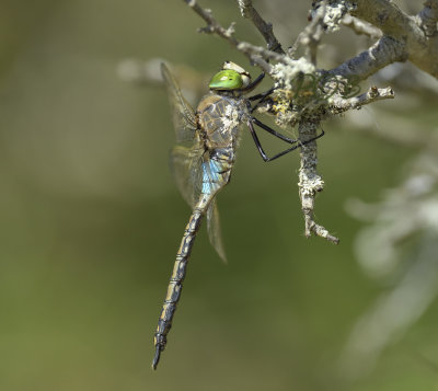 Zuidelijke keizerlibel man, Anax parthenope