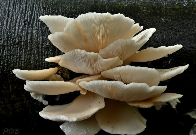 Bleke oesterzwam, Pleurotus pulmonarius