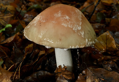 Amanita spec.