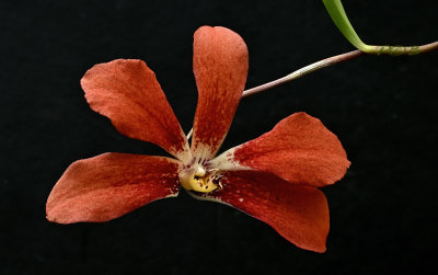 Dendrobium cinnabarinum