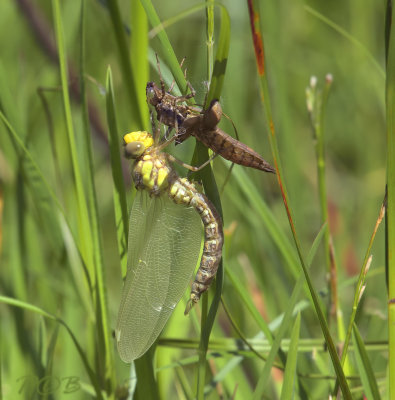 Aeshna cyanea