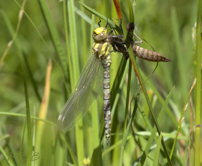 Aeshna cyanea