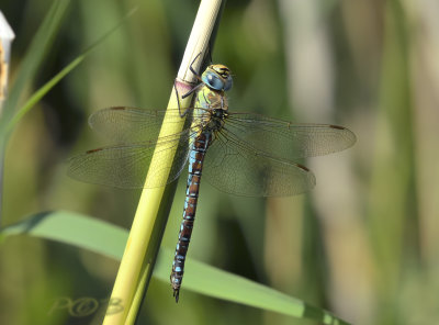 Aeshna affinis, blue female