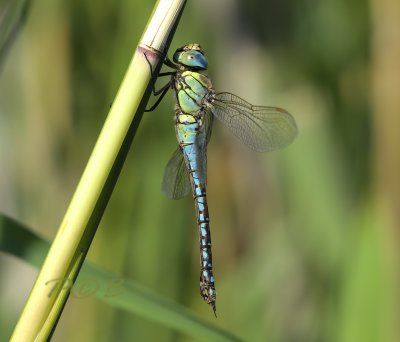 Aeshna affinis, blue female 