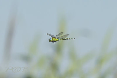 Groene glazenmaker, Aeshna viridis