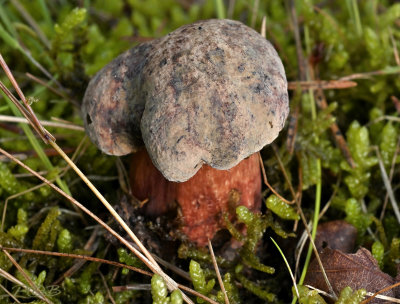 Satansboleet, Boletus satanas