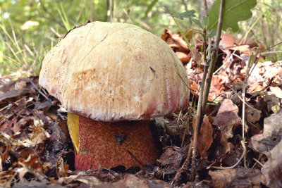Boletus legaliae, fraaie roodnetboleet