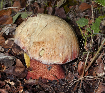 Boletus legaliae, fraaie roodnetboleet