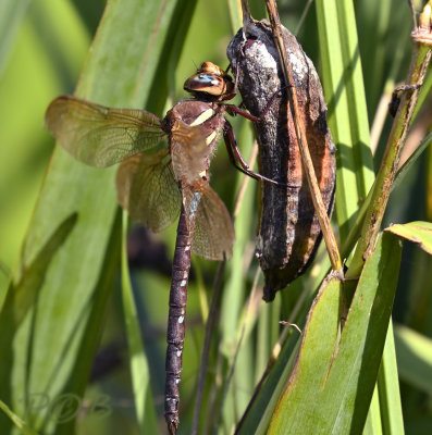 Aeshna grandis