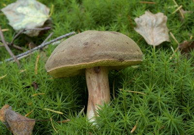 Geelnetboleet, Boletus appendiculatus