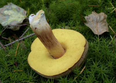 Geelnetboleet, Boletus appendiculatus
