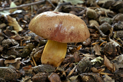 Kersrode boleet, Aureoboletus gentilis , vers