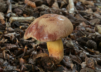 Kersrode boleet, Aureoboletus gentilis, vers