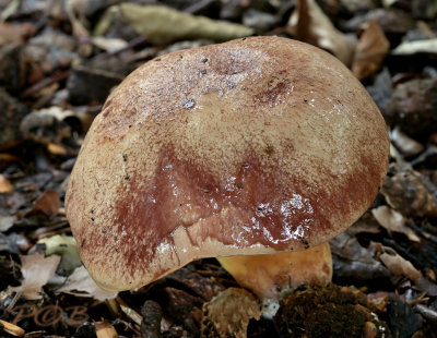 Kersrode boleet, Aureoboletus gentilis, vers